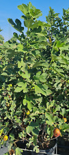 Ficus carica brown for sale  WELSHPOOL