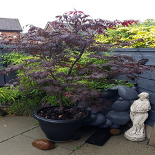 Acer palmatum black for sale  SOUTHAMPTON