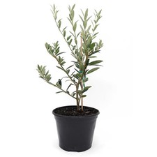 Live arbequina olive for sale  Ithaca