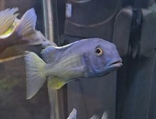 African cichlid hap for sale  Ellenburg Depot