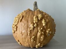 Zucca gallosa eysine usato  San Biagio di Callalta