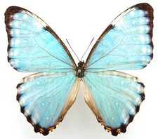 Entomologie morpho portis d'occasion  Dreux