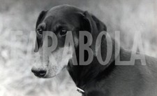 Vintage animali freda usato  Roma