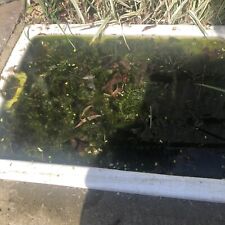 newts for sale newts for sale HORNCHURCH