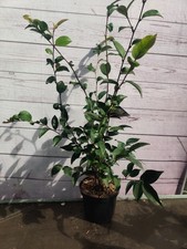Camellia wit 1.5l for sale Camellia wit 1.5l for sale  HARLOW