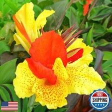 Perennial canna cleopatra for sale  San Jose