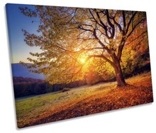 Autumn beech tree for sale  UK