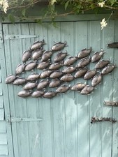 Large school fish for sale  HIGH WYCOMBE