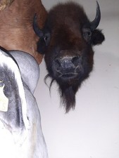 taxidermy buffalo head for sale taxidermy buffalo head for sale Smyrna