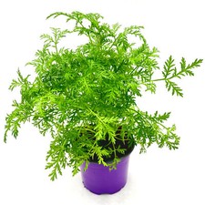 Chinesischer beifuss artemisia gebraucht kaufen  Straelen