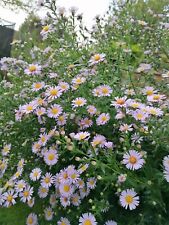 Lavender blue aster for sale  MAIDSTONE