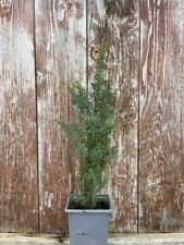 Common juniper bush for sale  CHORLEY