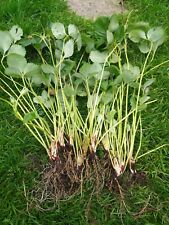 Strawberry plants mara for sale  KIDDERMINSTER