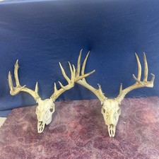 Wild whitetail deer for sale  Ellis