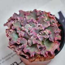 Echeveria takasago okina for sale  Northport