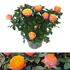 Rose indoor firebird for sale  GLASGOW