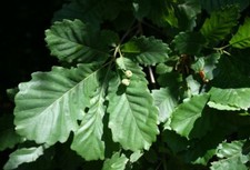 Quercus hartwissiana quercia usato  Napoli