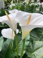 Two white calla for sale Two white calla for sale  CAMBRIDGE