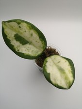 Hoya carnosa madara for sale  SLOUGH