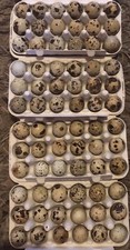 Jumbo quail eggs for sale  WARMINSTER