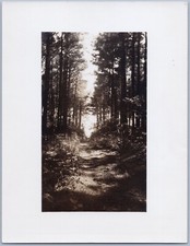 path through trees for sale path through trees for sale Norfolk