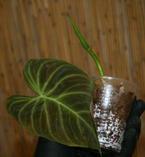 Philodendron splendid kopf gebraucht kaufen  Sibbesse
