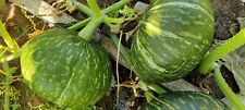 15- sementes de abóbora kabocha (abóbora de cera)/ Bí sáp para a temporada 2025. Vendedor dos EUA, usado comprar usado  Enviando para Brazil
