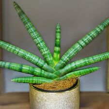 Sansevieria cylindrica skyline for sale  GLASGOW