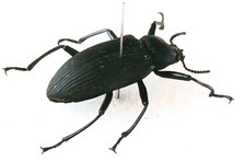 Tenebrionidae darkling black for sale  SLEAFORD