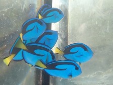 Blue hippo tangs for sale  Homestead
