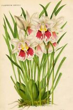 Orchidée odontoglossum phalae d'occasion  France
