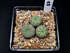 Euphorbia obesa 7cm for sale  NORWICH