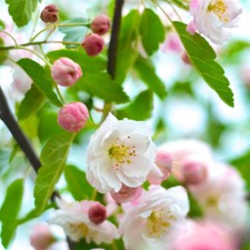 Malus ioensis fruit for sale  Oakland Gardens