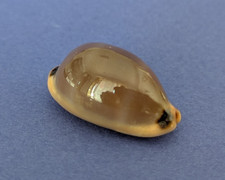 Cypraea lurida lurida d'occasion  Nice-