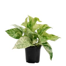Marble queen pothos for sale  ANTRIM