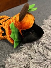 Pet accessories animals for sale  Denver