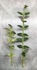 Cuttings hoya dickasoniana for sale  PORTSMOUTH