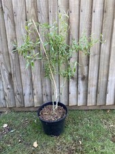 Curly willow trees for sale  EDINBURGH