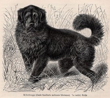 Tibetan mastiff canis for sale  Brooklyn