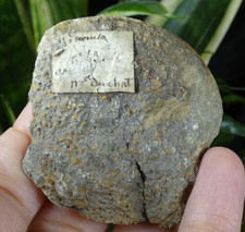 Ammonite fossile ancien d'occasion  Lagnieu