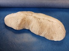 Ancien coussin requin d'occasion  Pellevoisin