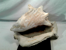 Riesen stachelschnecke murex gebraucht kaufen  Beuren, Grimburg, Rascheid