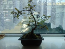 English oak bonsai for sale  TREORCHY