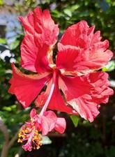 Hibiskus pflanze kleiner gebraucht kaufen  Egloffstein