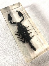 Scorpion noir résine d'occasion  Héricourt
