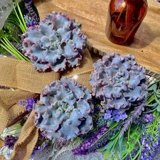 modern succulent arrangement for sale modern succulent arrangement for sale Edison
