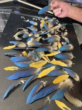 Small blue gold for sale  BEXLEYHEATH