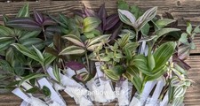 Tradescantia mystery cuttings for sale  San Antonio