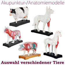 Akupunktur anatomie figur gebraucht kaufen Akupunktur anatomie figur gebraucht kaufen  Schwalmstadt