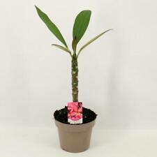 Plumeria bordeaux frangipani gebraucht kaufen  Wurzen